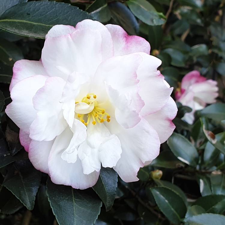 Plant image Camellia sasanqua 'Paradise Blush'