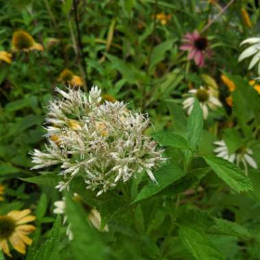 White Snakeroot