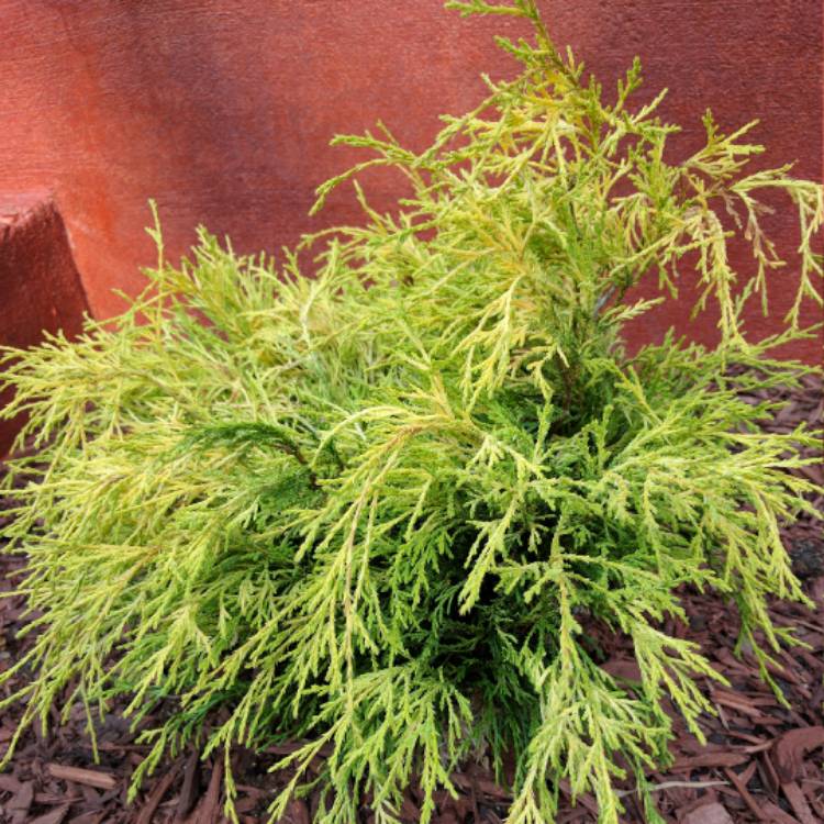 Plant image Chamaecyparis