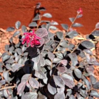 Loropetalum chinense var. rubrum 'Zhuzhou Fuchsia'