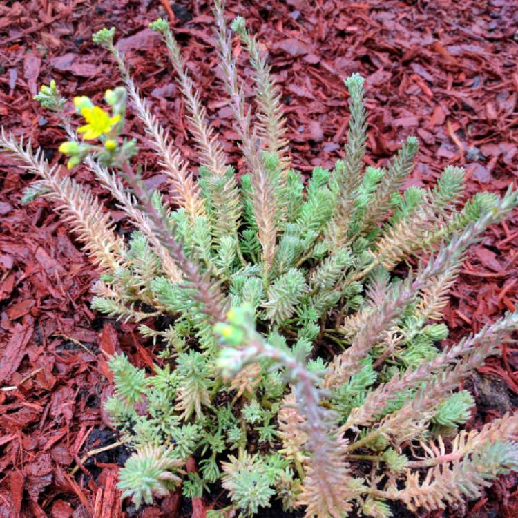 Plant image Sedum Reflexum 'Oxbow'