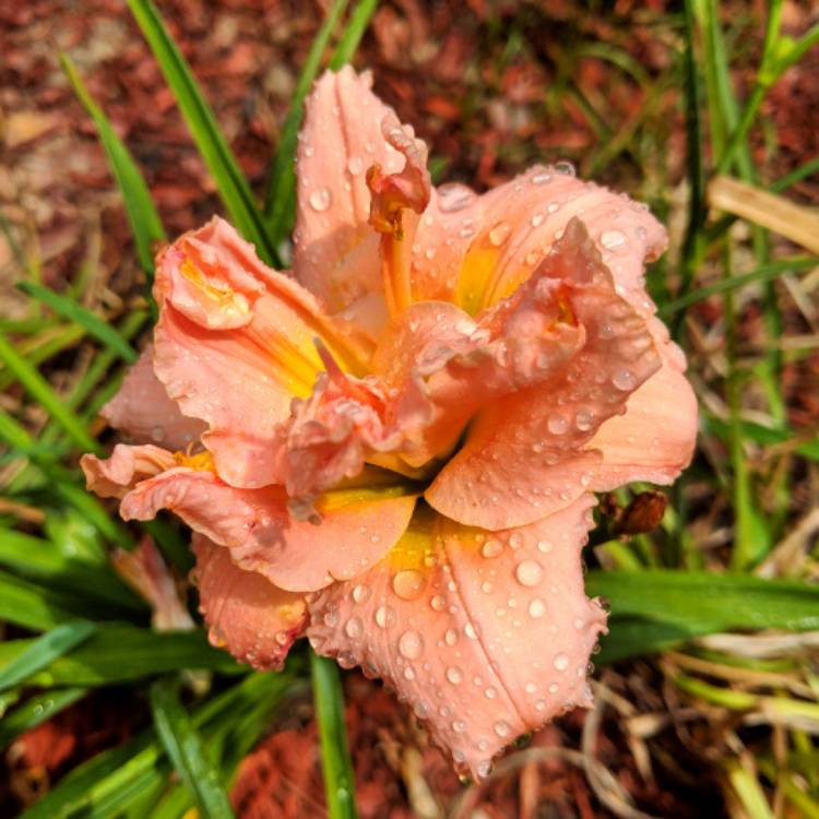 plant image 482021