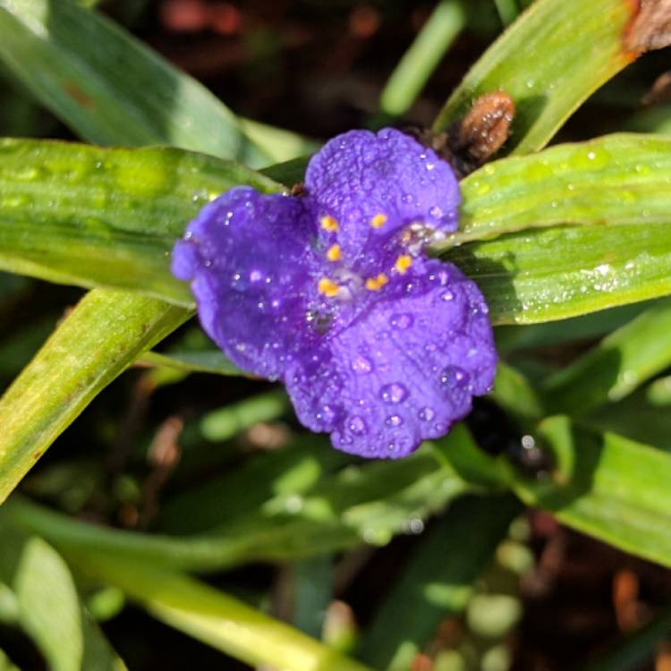 Plant image Tradescantia (Andersoniana Group) 'Purple Dome'