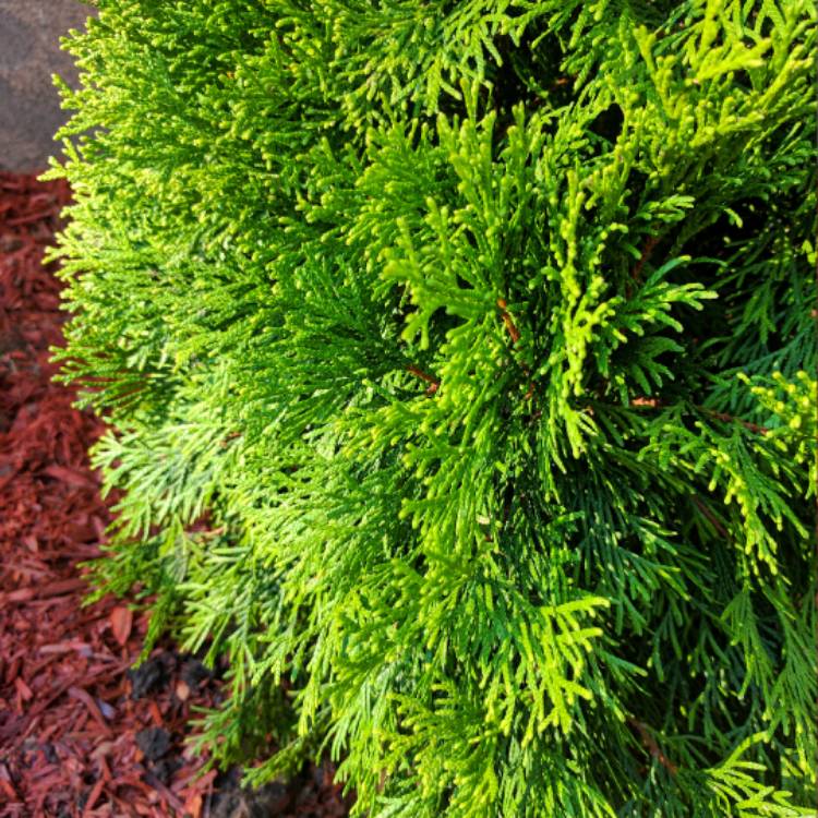 Plant image Thuja occidentalis 'Emerald Green'