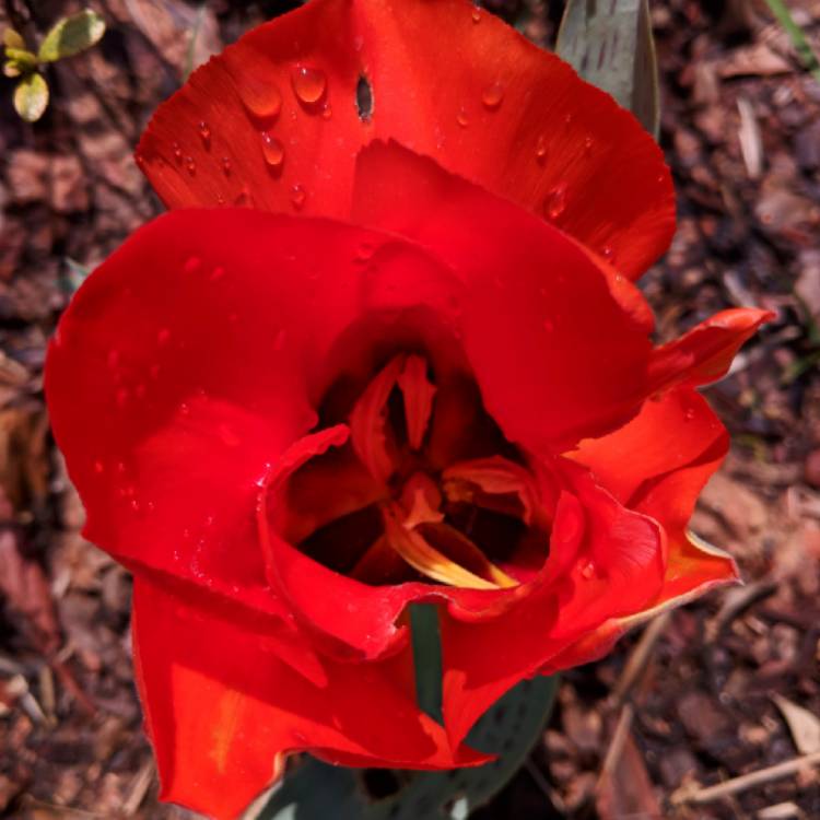 plant image 671756