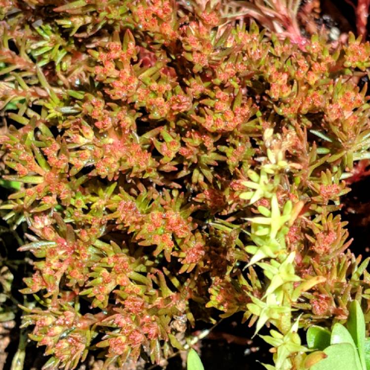 Plant image Sedum hakonense 'Chocolate Ball'