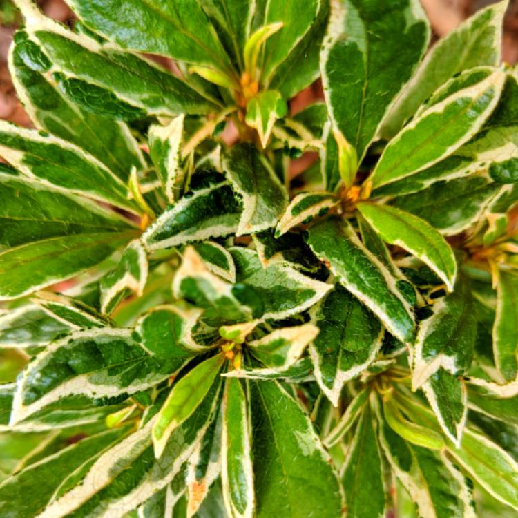 Plant image Rhododendron japonica 'Silver Queen'