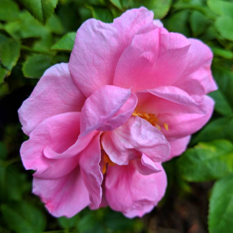 Rosa 'Radcon' syn. Rosa 'Pink Knock Out', Rose 'Pink Knock Out' (Shrub ...