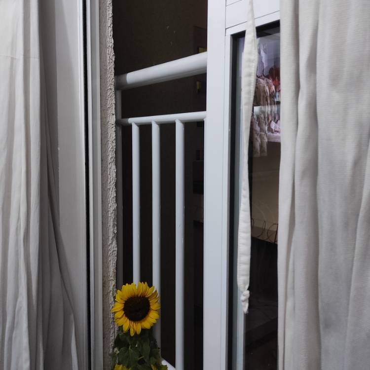 Plant image Helianthus annuus 'Ballad'