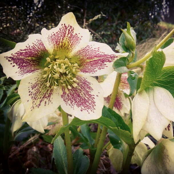 Plant image Helleborus x hybridus 'White Lady Spotted' (Lady Series)
