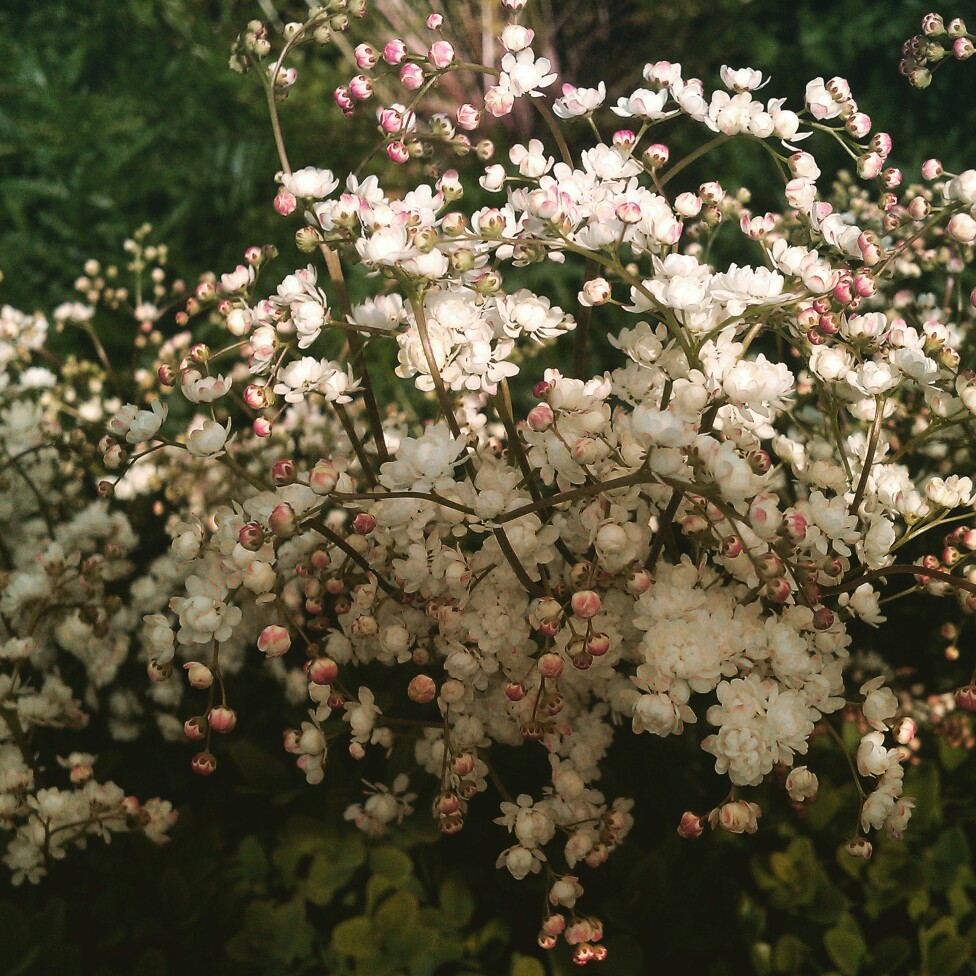 Rosa banksiae var. banksiae 'Alba Plena'
