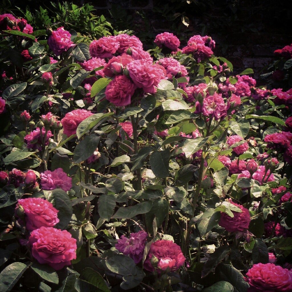 plant image 29902
