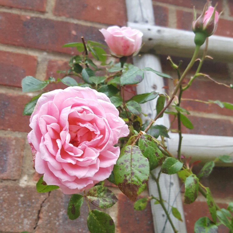 plant image 112926