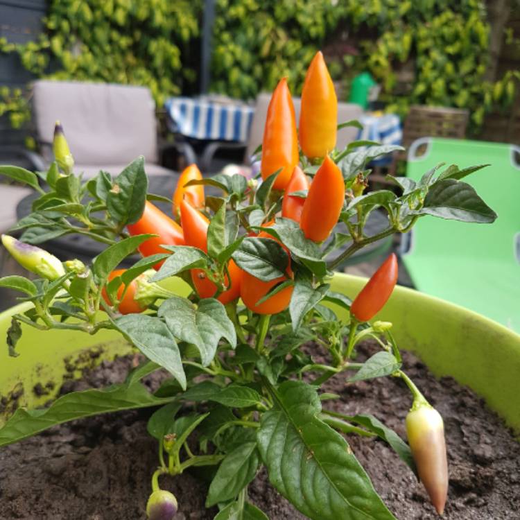 Plant image Capsicum annuum 'shu'