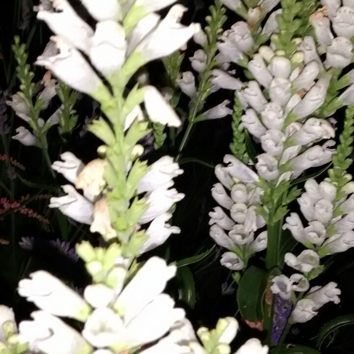 Joan's garden