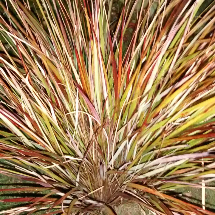 Joan's garden