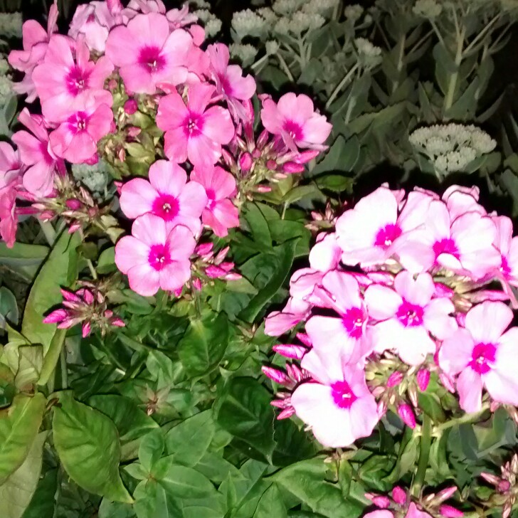 Joan's garden