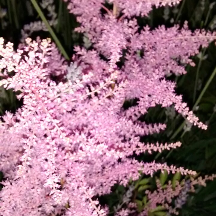 Joan's garden
