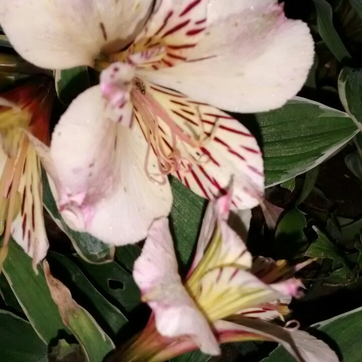 Joan's garden