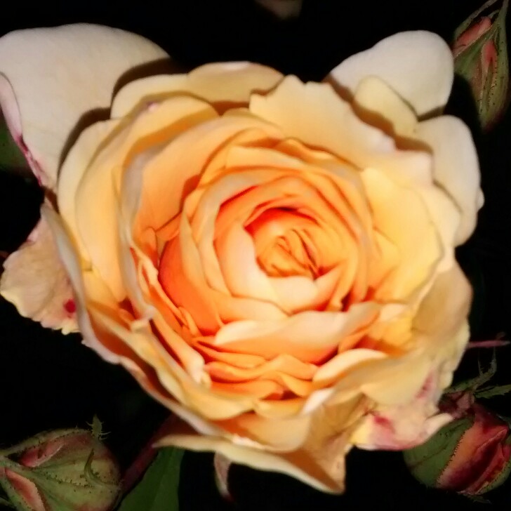 Joan's garden