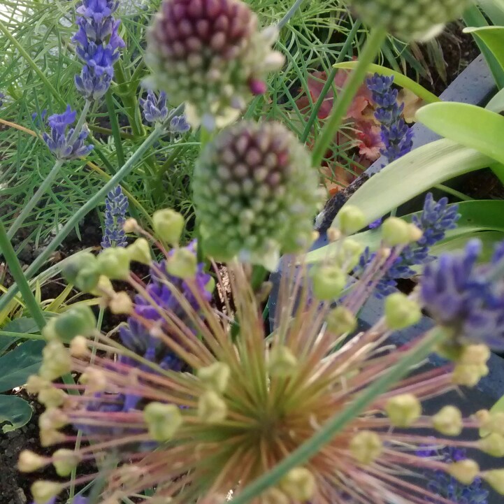 Joan's garden