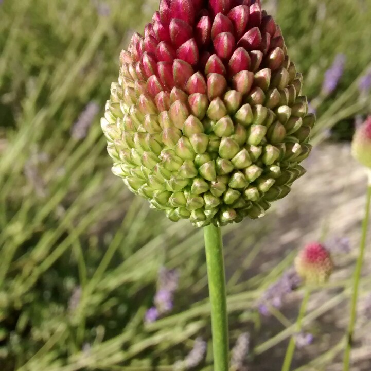 Joan's garden