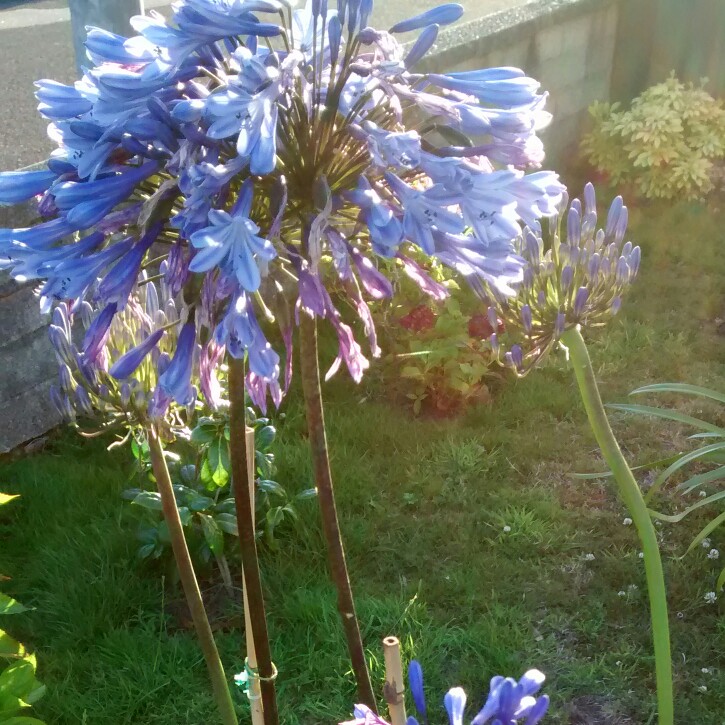 Joan's garden
