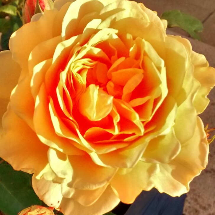 Joan's garden