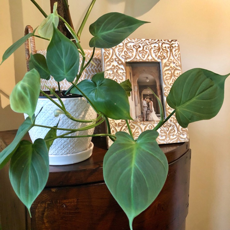 Plant image Philodendron camposportoanum