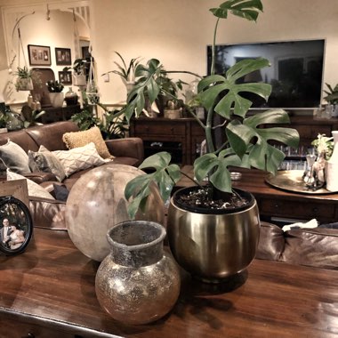 Rhaphidophora tetrasperma syn. Philodendron 'Piccolo', Philodendron 'Ginny', Monstera 'Minima', Philodendron 'Minima'