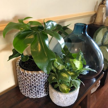 Thaumatophyllum spruceanum syn. Philodendron goeldii