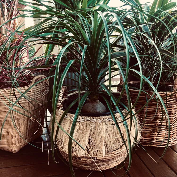 plant image 1068017