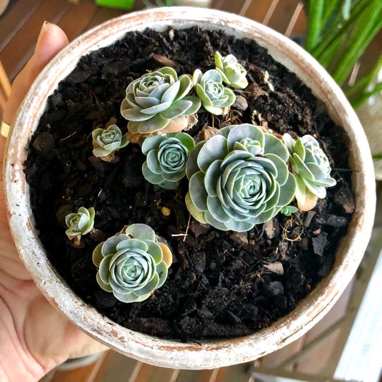 plant image 1069146