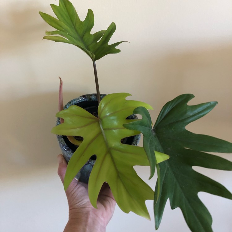Plant image Philodendron mayoi