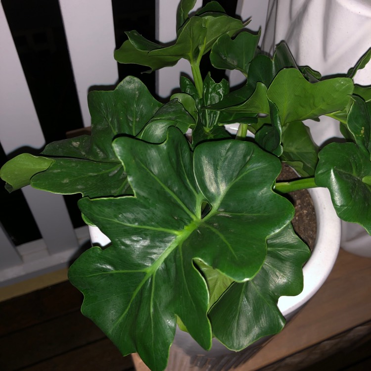 Plant image Thaumatophyllum bipinnatifidum 'Super Atom' syn. Philodendron bipinnatifidum 'Super Atom'