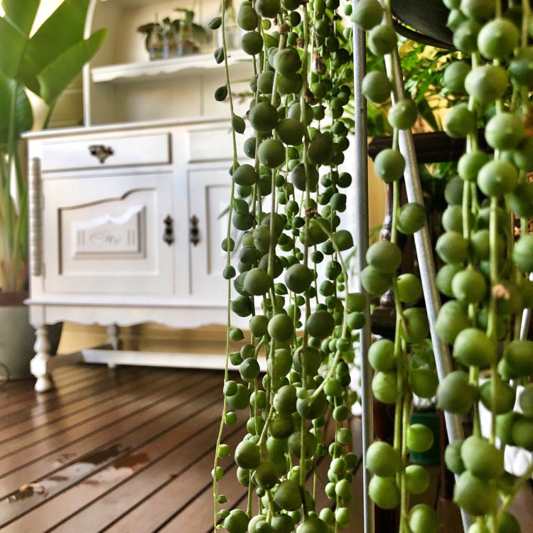 plant image 967057