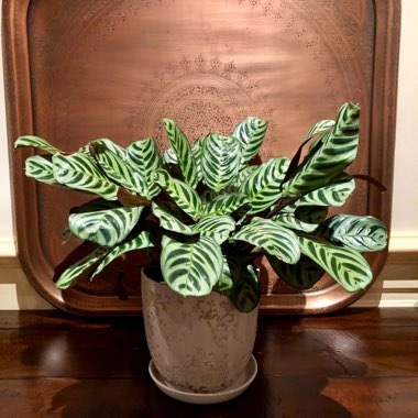 Calathea 'Burle Marxii'