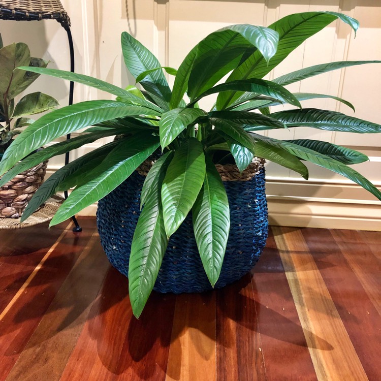 Plant image Philodendron campii syn. Philodendron 'Lynette', Philodendron campii 'Lynette'