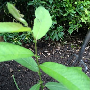 Penny's garden