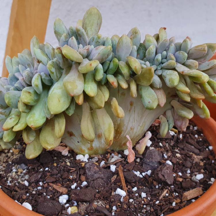 Plant image x Pachyveria Clavifolia Cristata