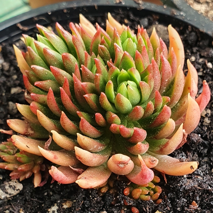 Plant image Echeveria Bella fa. Bella