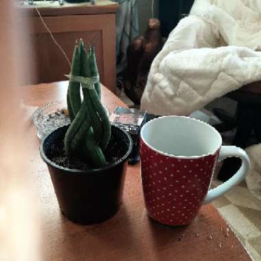 Sansevieria cylindrica