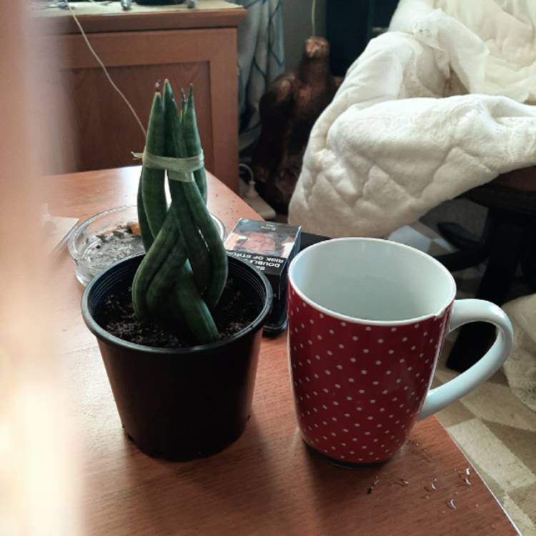 plant image 1374101