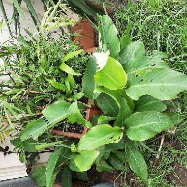 Neridah's garden