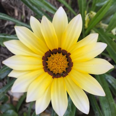 Treasure Flower 'Daybreak'