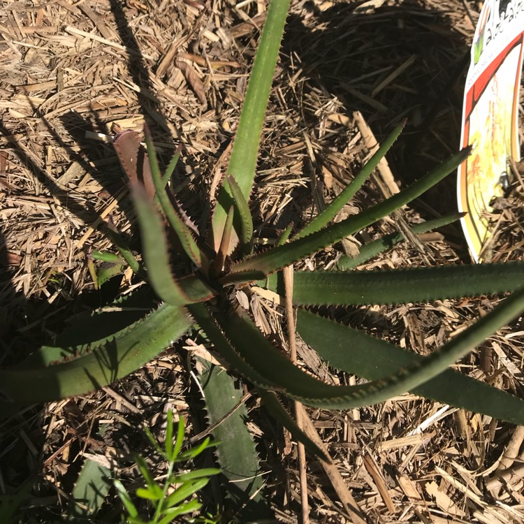 Plant image Aloe hybrid LEO 8521A 'Winter Bells'
