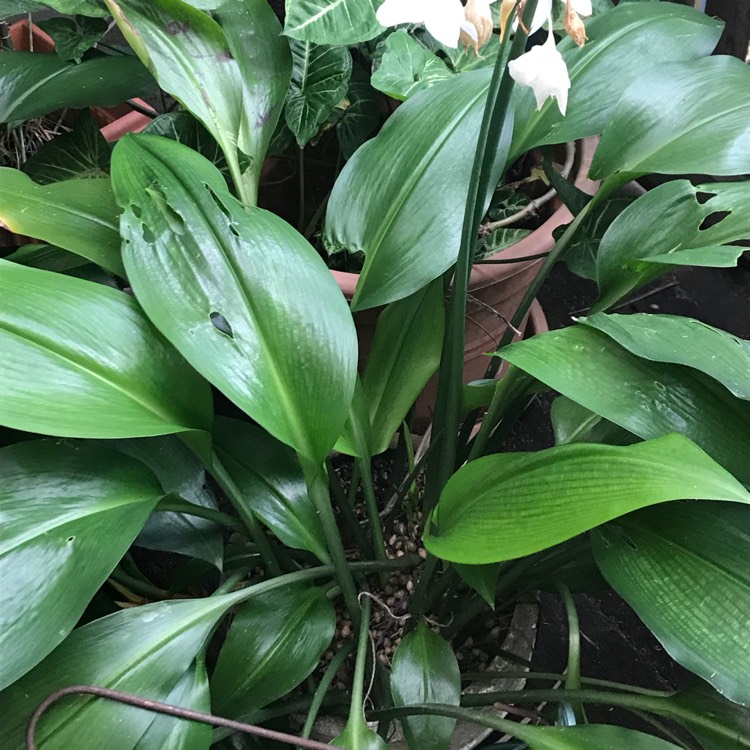 plant image 727139