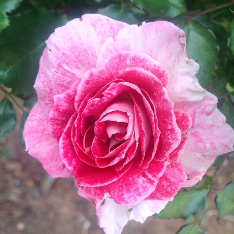 Plant image Rosa 'Regensburg'