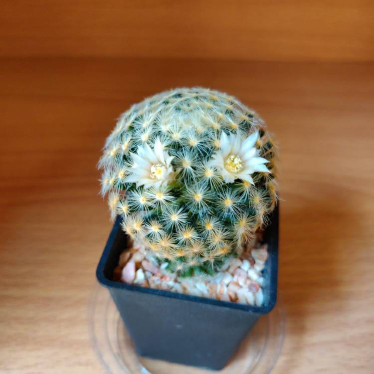 Plant image Mammillaria schiedeana