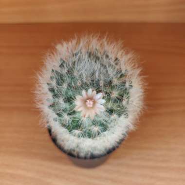 Mammillaria bocasana